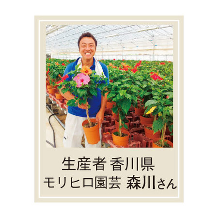 ３色ミックスハイビスカス　トピアリー仕立て【６月下旬より順次】