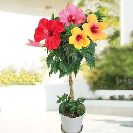 ３色ミックスハイビスカス　トピアリー仕立て【６月下旬より順次】
