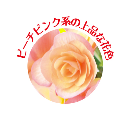 エラチオールベゴニア「ピーチファズ」【４月下旬より順次】