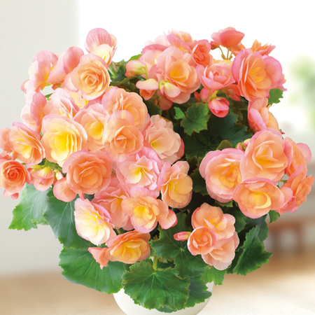 エラチオールベゴニア「ピーチファズ」【４月下旬より順次】