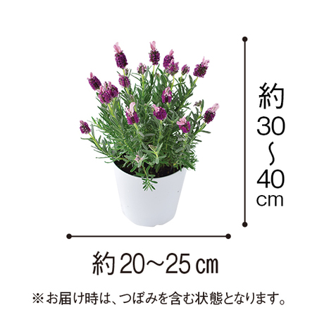 フレンチラベンダー「クラウン　ガーネット］【３月上旬より順次】