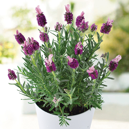 フレンチラベンダー「クラウン　ガーネット］【３月上旬より順次】