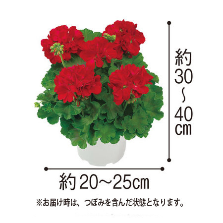 ゼラニウム「カリオペ　ダークレッド」【３月下旬より順次】