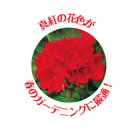 ゼラニウム「カリオペ　ダークレッド」【３月下旬より順次】