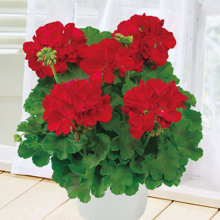 ゼラニウム「カリオペ　ダークレッド」【３月下旬より順次】