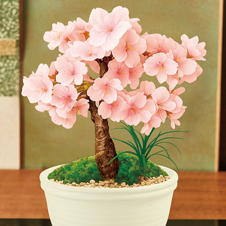 旭山桜盆栽　【３月中旬より順次】