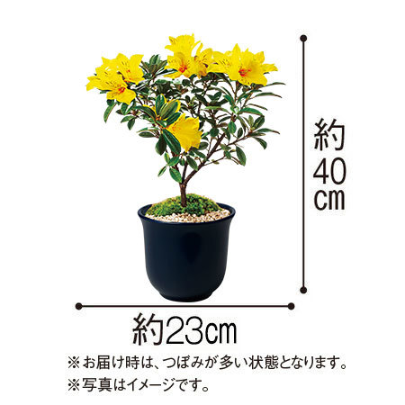 黄花シャクナゲ盆栽【３月中旬より順次】