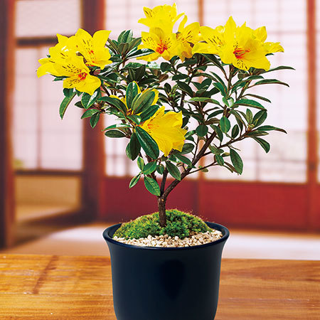 黄花シャクナゲ盆栽【３月中旬より順次】