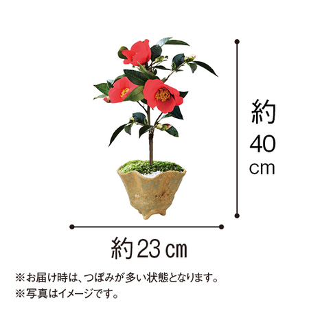 椿盆栽【３月中旬より順次】