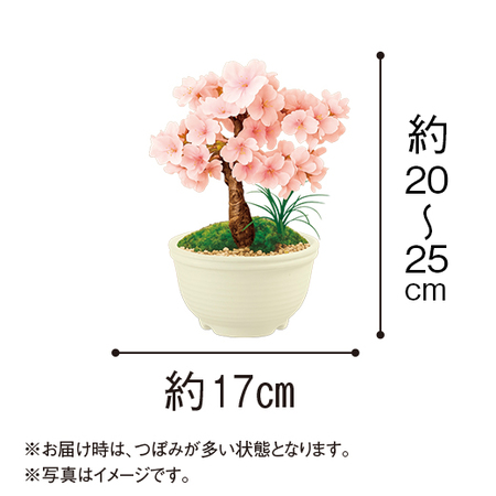 うららかな春の盆栽３点セット【３月中旬より順次】