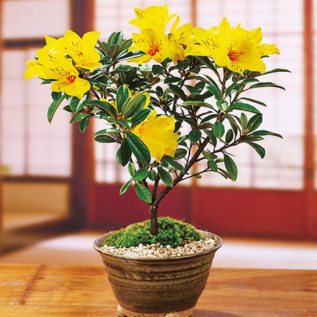 うららかな春の盆栽３点セット【３月中旬より順次】