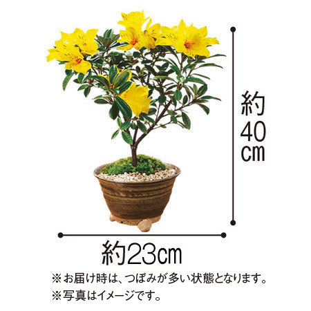 うららかな春の盆栽３点セット【３月中旬より順次】