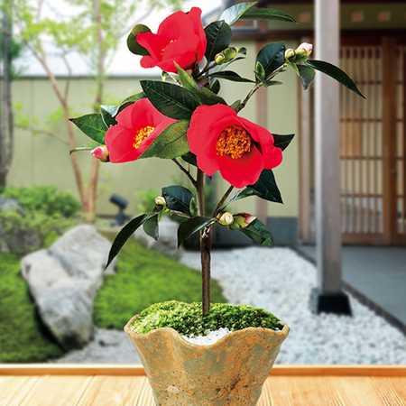 うららかな春の盆栽３点セット【３月中旬より順次】