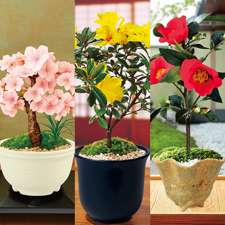 うららかな春の盆栽３点セット【３月中旬より順次】