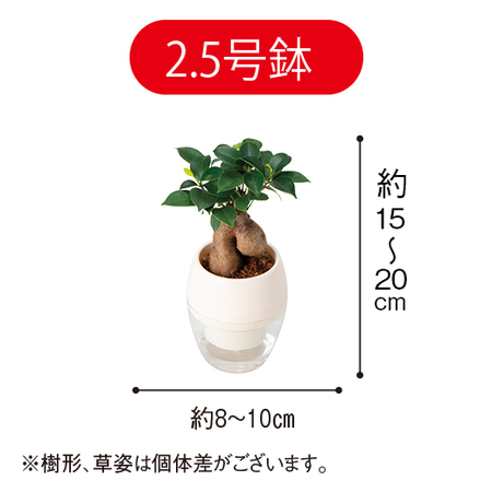 みずてまりん「ガジュマル」（２．５号鉢）【３月下旬より順次】