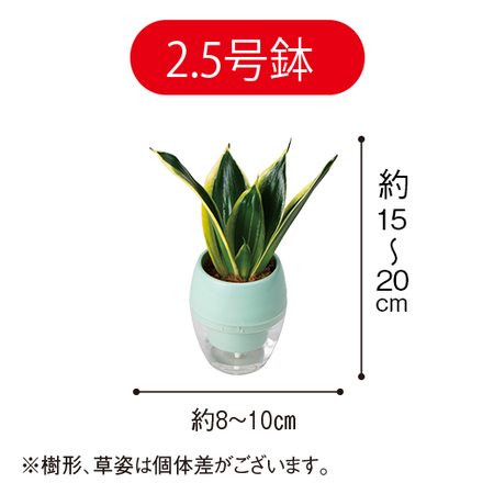 みずてまりん「サンスベリア」（２．５号鉢）【３月下旬より順次】