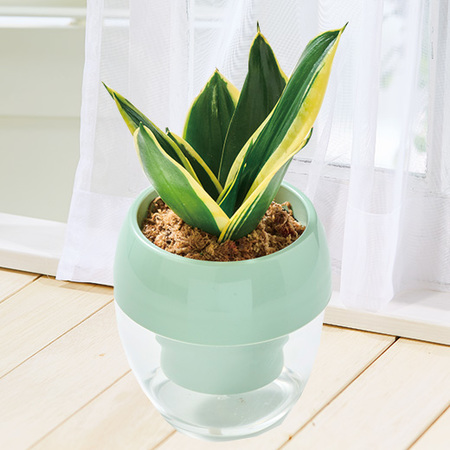 みずてまりん「サンスベリア」（２．５号鉢）【３月下旬より順次】