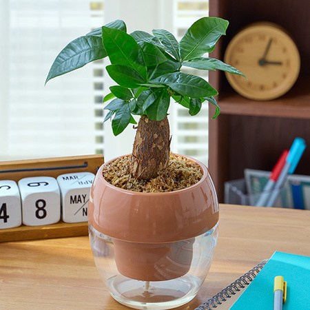 みずてまりん「パキラ」（２．５号鉢）【３月下旬より順次】