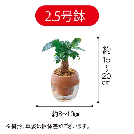 お手入れ簡単！みずてまりん３個セット（２．５号鉢）【３月下旬より順次】