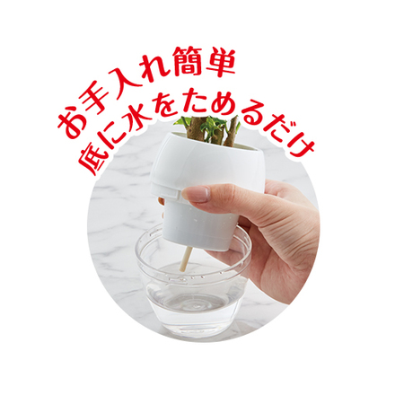 お手入れ簡単！みずてまりん３個セット（２．５号鉢）【３月下旬より順次】