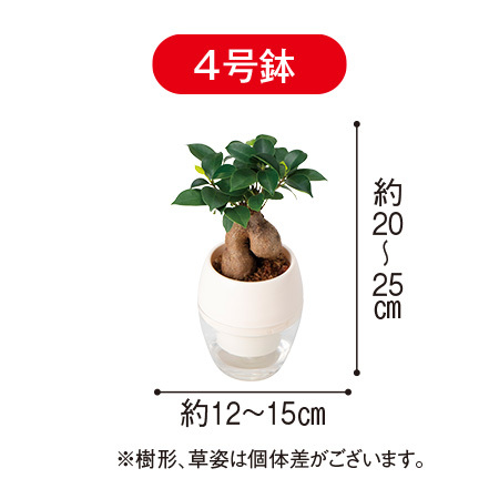 みずてまりん「ガジュマル」（４号鉢）【３月下旬より順次】