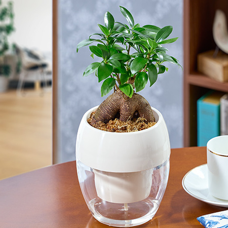 みずてまりん「ガジュマル」（４号鉢）【３月下旬より順次】