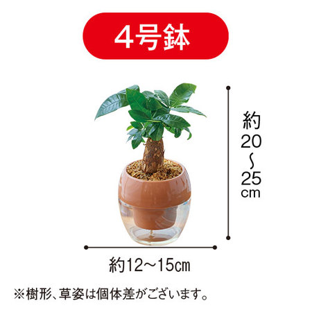 みずてまりん「パキラ」（４号鉢）【３月下旬より順次】