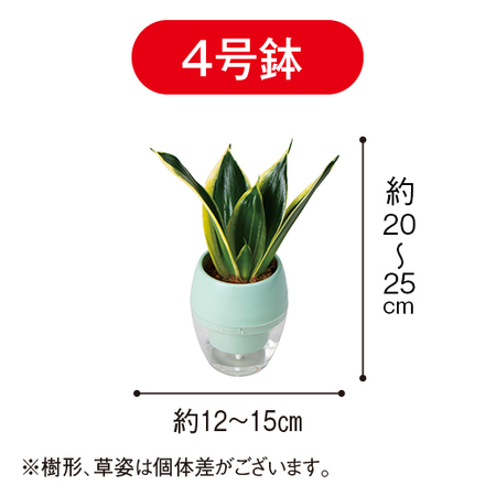 お手入れ簡単！みずてまりん３個セット（４号鉢）【３月下旬より順次】