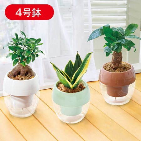 お手入れ簡単！みずてまりん３個セット（４号鉢）【３月下旬より順次】