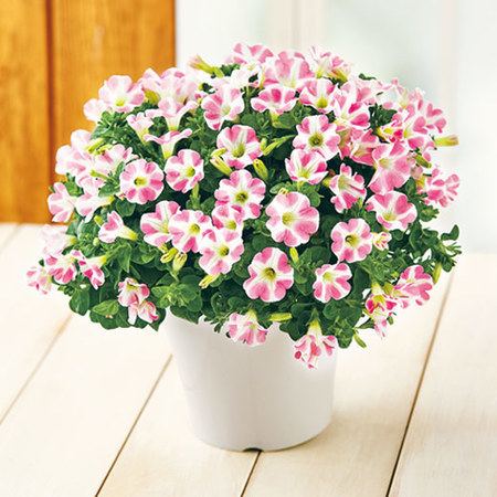 サフィニアアート「ももいろハート」【４月中旬より順次】