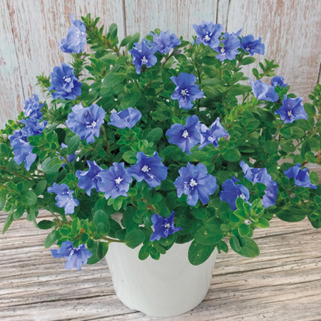 エボルブルス「ブルーラグーン」【５月中旬より順次】