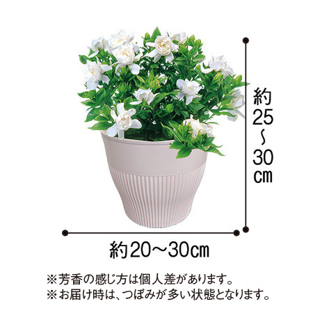 香るガーデニア【５月中旬より順次】