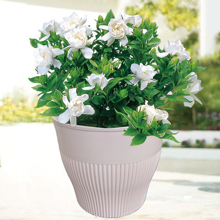 香るガーデニア【５月中旬より順次】