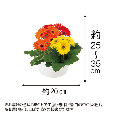 ガーベラ３色寄せ植え【４月中旬より順次】