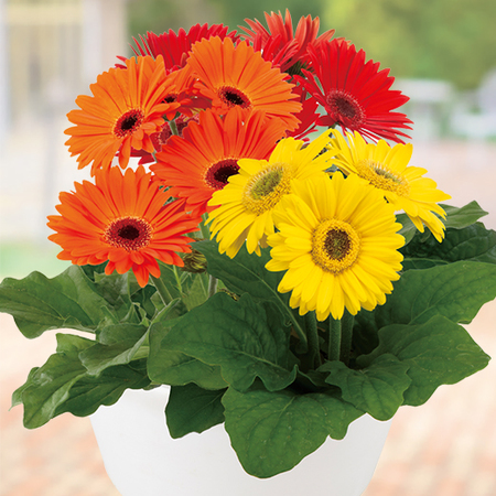 ガーベラ３色寄せ植え【４月中旬より順次】