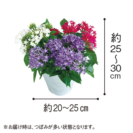 ペンタス３色寄せ植え【５月中旬より順次】