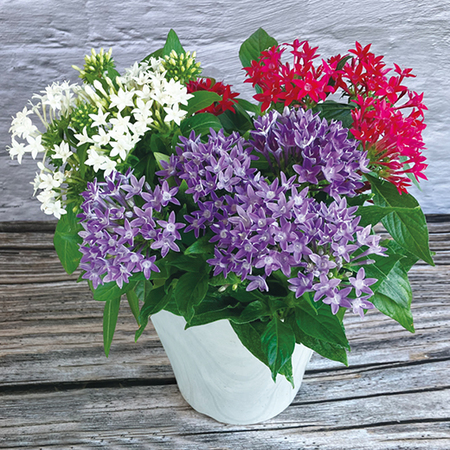 ペンタス３色寄せ植え【５月中旬より順次】