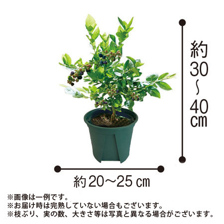 実付きブルーベリー【５月中旬より順次】