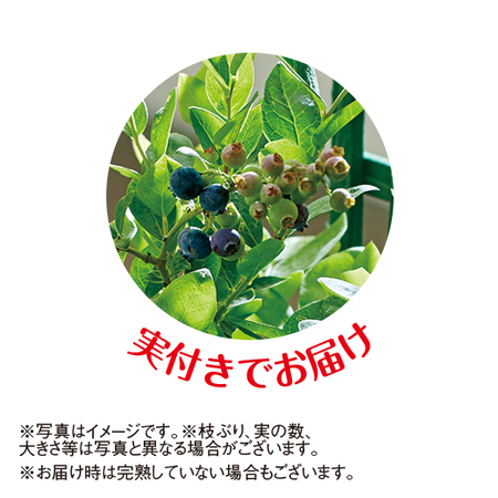 実付きブルーベリー【５月中旬より順次】