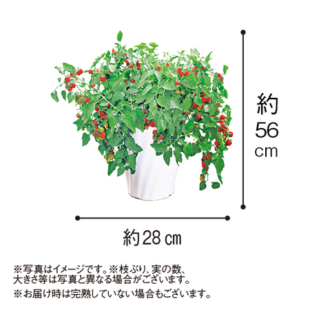 そのまんまｄｅミニトマト「マンマミーア」【６月中旬より順次】