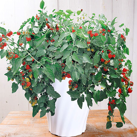 そのまんまｄｅミニトマト「マンマミーア」【６月中旬より順次】