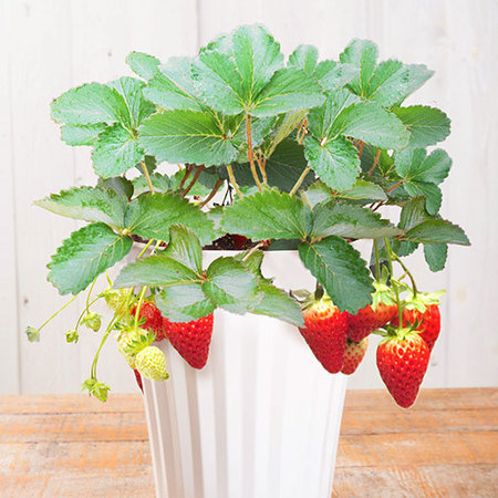 実付イチゴ「よつぼし」【３月中旬より順次】