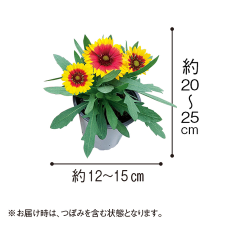 ガイラルディア・スピントップ「スターバースト」【６月下旬より順次】