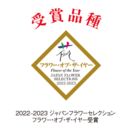 ガイラルディア・スピントップ「スターバースト」【６月下旬より順次】