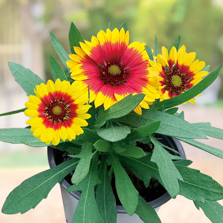 ガイラルディア・スピントップ「スターバースト」【６月下旬より順次】