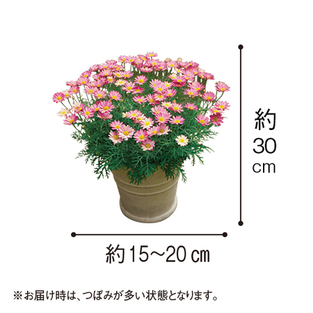 マーガレット「シンプリーコーラル」【３月中旬より順次】