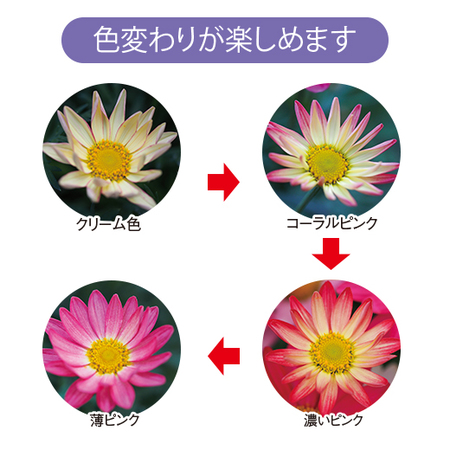 マーガレット「シンプリーコーラル」【３月中旬より順次】