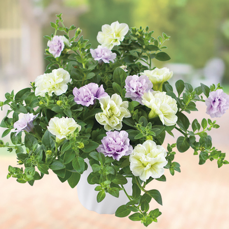 ペチュニア・パニエ２色植え【４月下旬より順次】