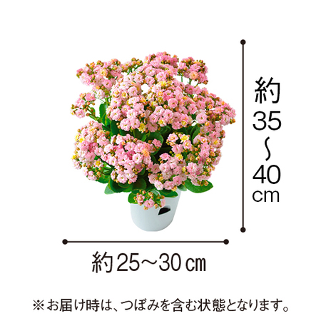 カランコエ「メイリ―ブーケ」【４月下旬より順次】