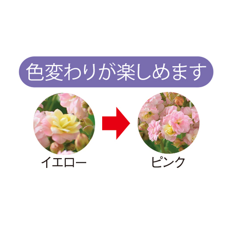 カランコエ「メイリ―ブーケ」【４月下旬より順次】